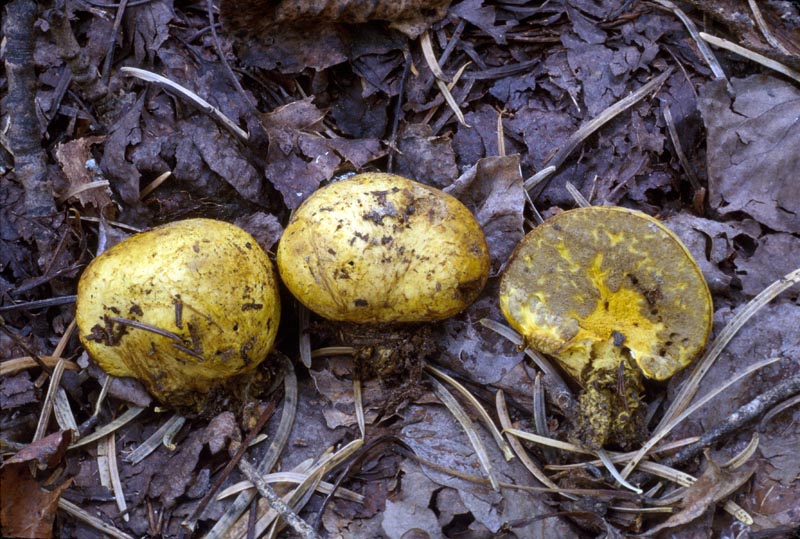 Truncocolumella citrina